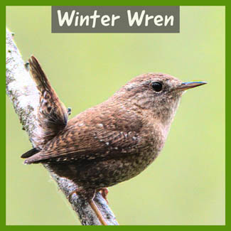 Winter Wren
